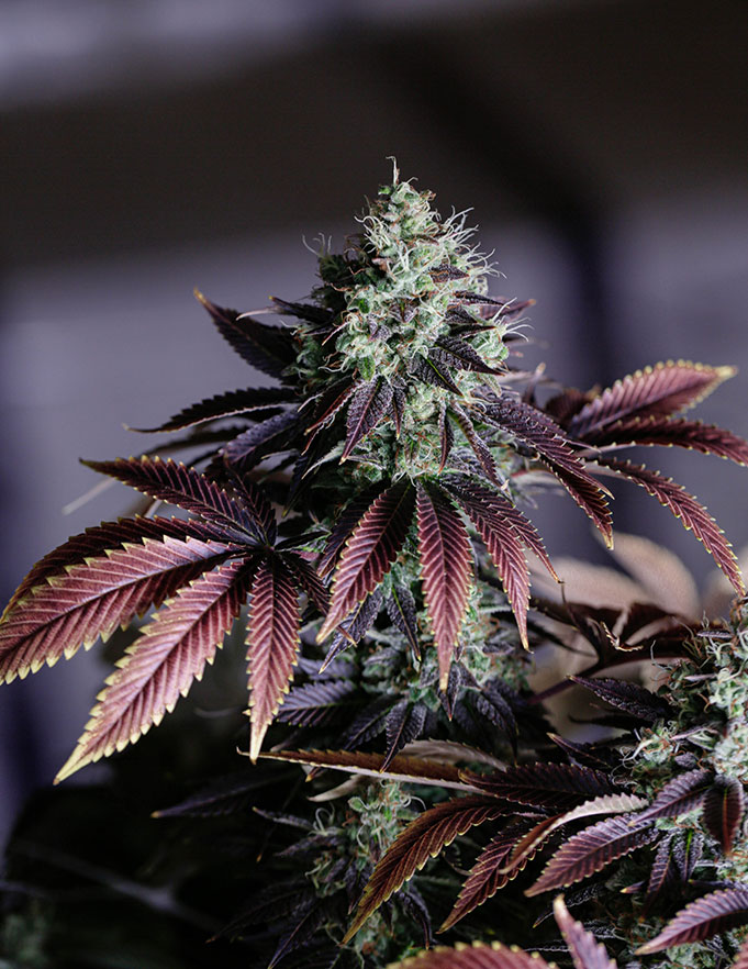 Cannabis Plant Close Up